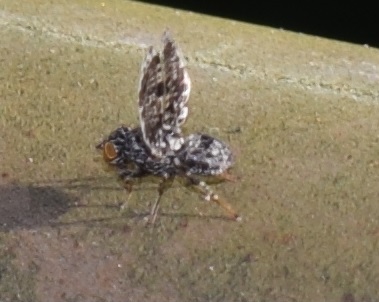 Callopistromyia annulipes (Ulidiidae)